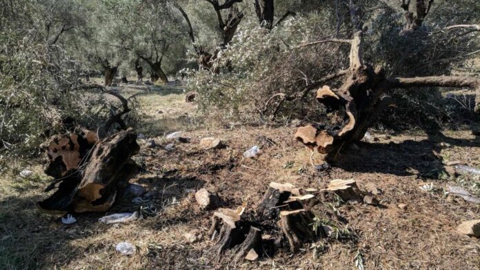 Καρατόμηση ελαιόδεντρων στη Μόρια 2_300
