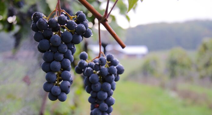Petoskey-Wine-Region_Marquette-Grapes_Kim-Schneider-1