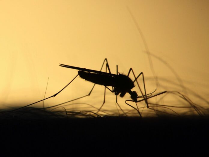 does-a-cold-winter-mean-fewer-bugs-in-the-summer