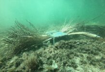 Τεχνητοί ύφαλοι για την αναζωογόνηση της θαλάσσιας ζωής